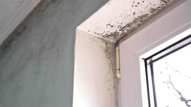 Best Commercial Mold Remediation in Mcminnville, TN