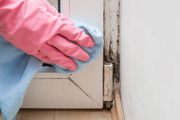 Best Basement Mold Remediation in Mcminnville, TN